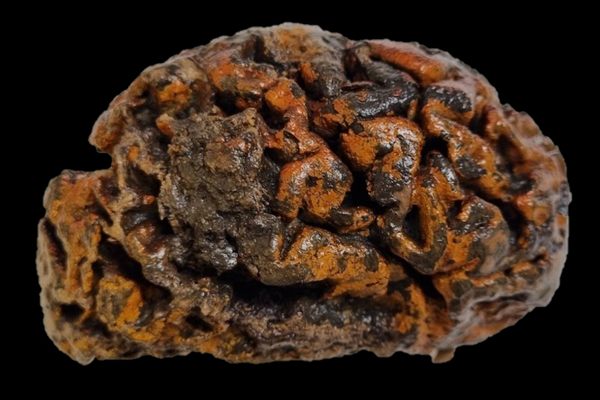 A 1,000-year-old brain of an individual excavated from a 10th-century churchyard in Belguim is still soft and wet.