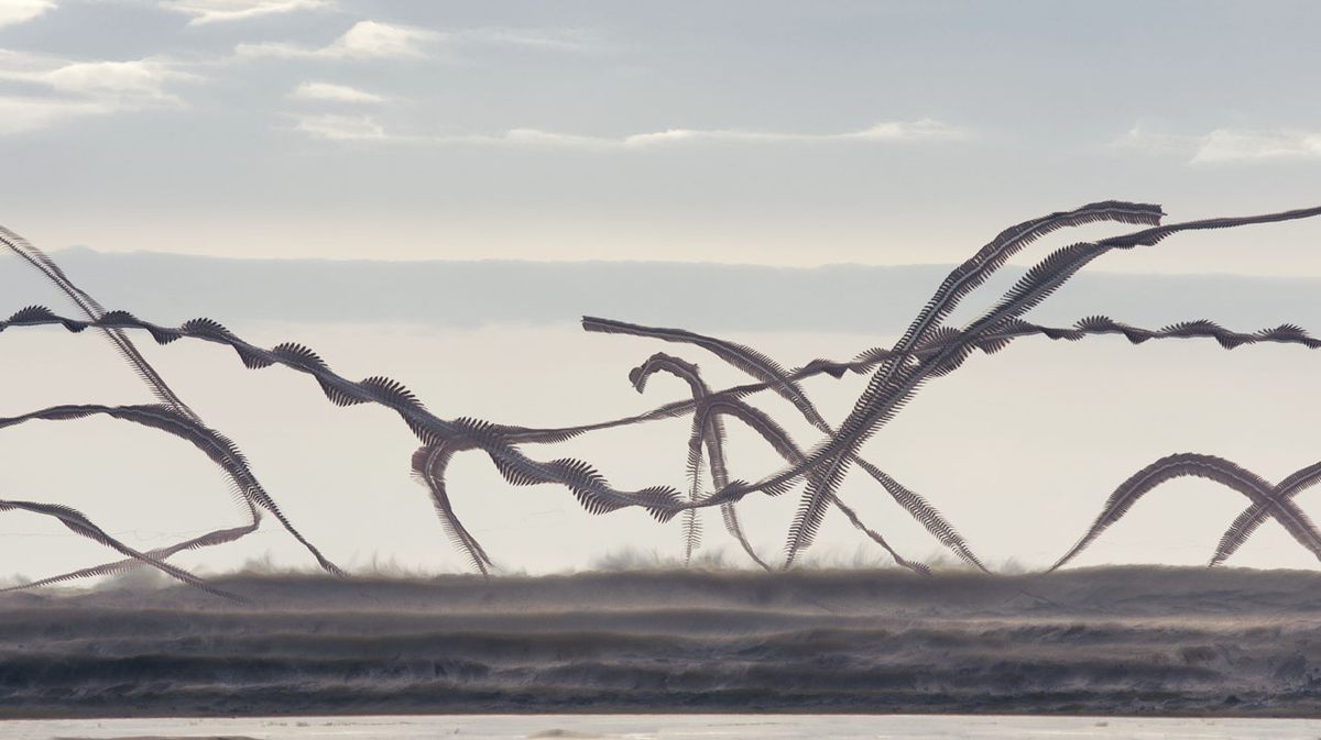 <em>Ornitography #126</em>. 