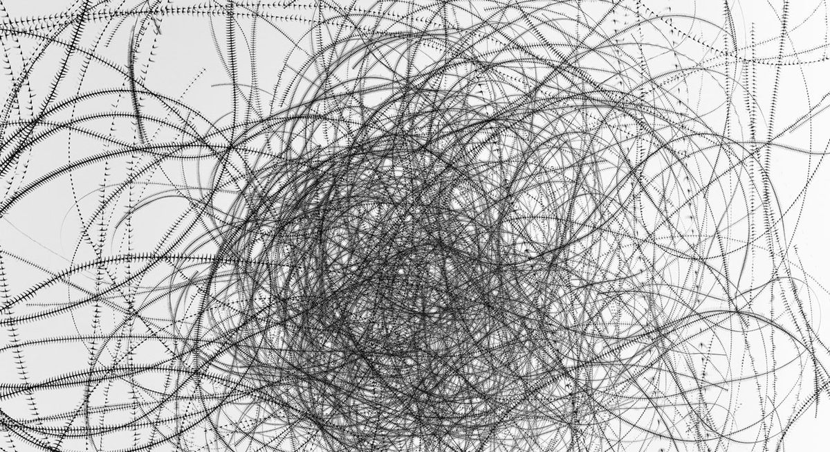 <em>Ornitography #169</em>. 