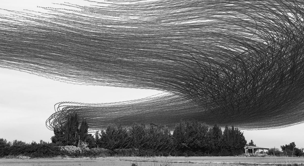 <em>Ornitography #62</em>. 