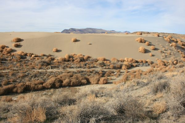 Stumps along the slough in the foreground, with a sand dune behind.