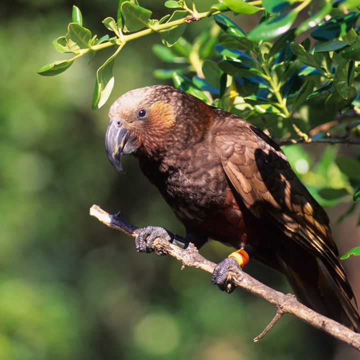 Kaka parrot, Kapiti Island