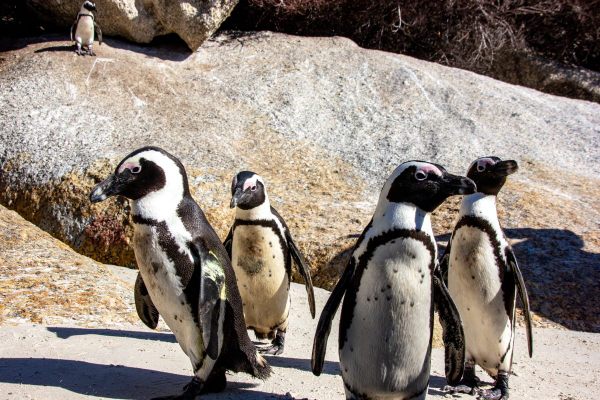 African penguins at Boulders Beach