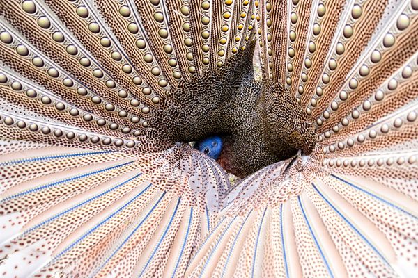 A male great argus hopes to impress a potential mate with an arresting show of plumage and pomp.