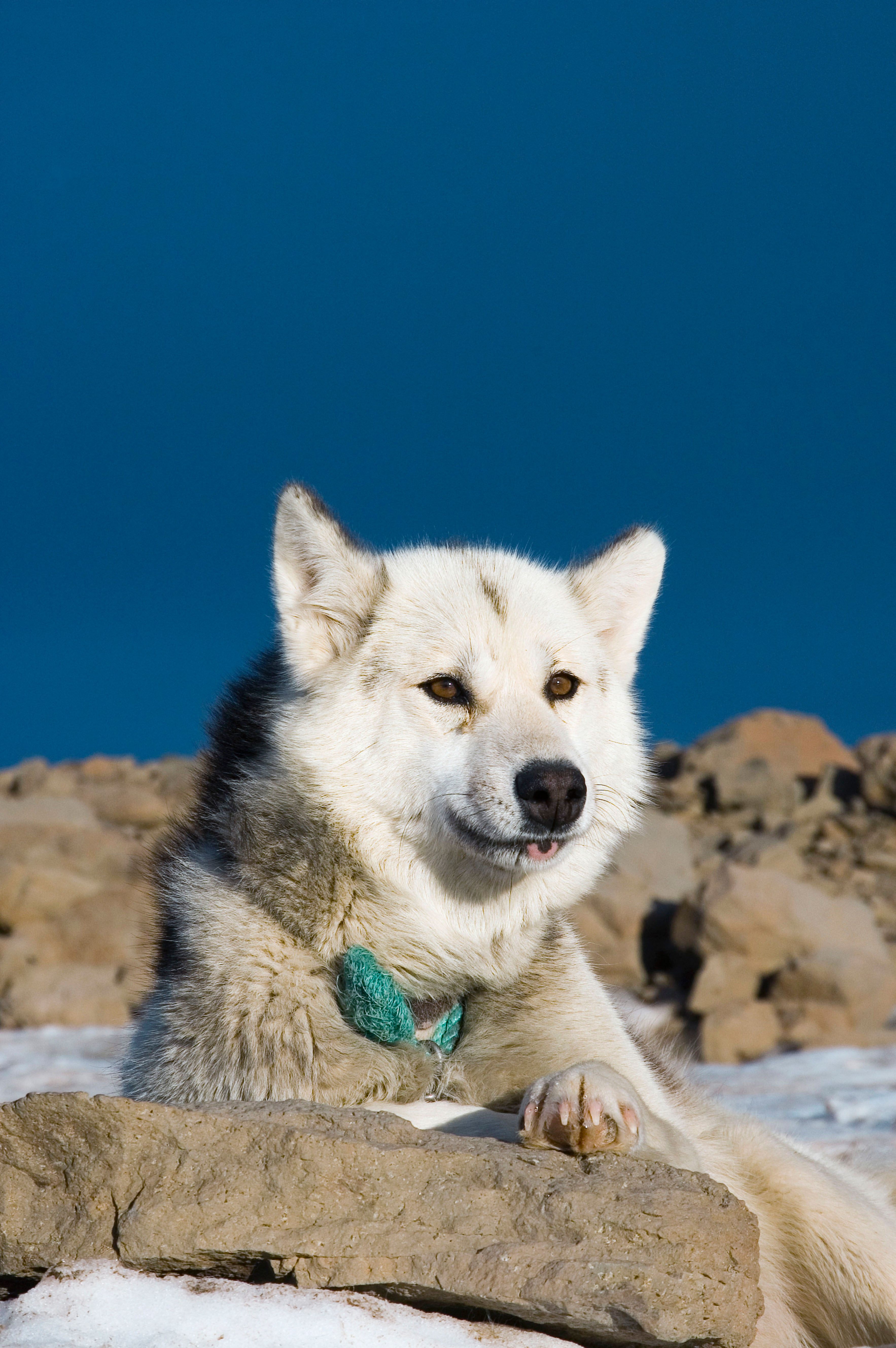 “They’re elite sensor packages with a tail,” Desh says of Greenland dogs.