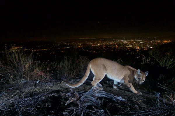 The lights of Los Angeles shine behind this mountain lion, photographed with a motion sensor camera. These big cats share the scrubby landscape with wealthy suburbs.