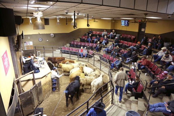 Visitors can stop in and see the live auctions twice weekly.