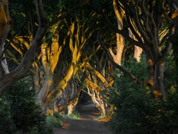 Dark Hedges