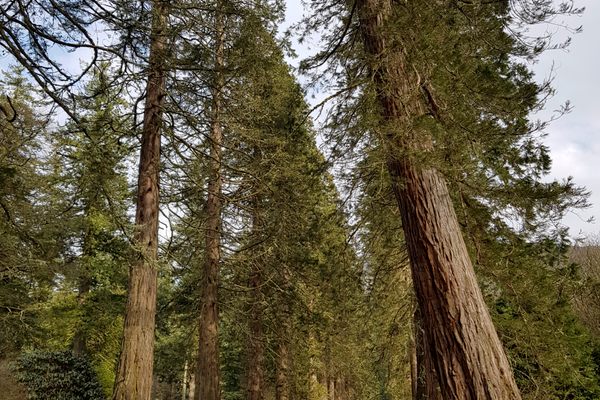 The U.K.’s giant trees are growing as fast as their California counterparts.