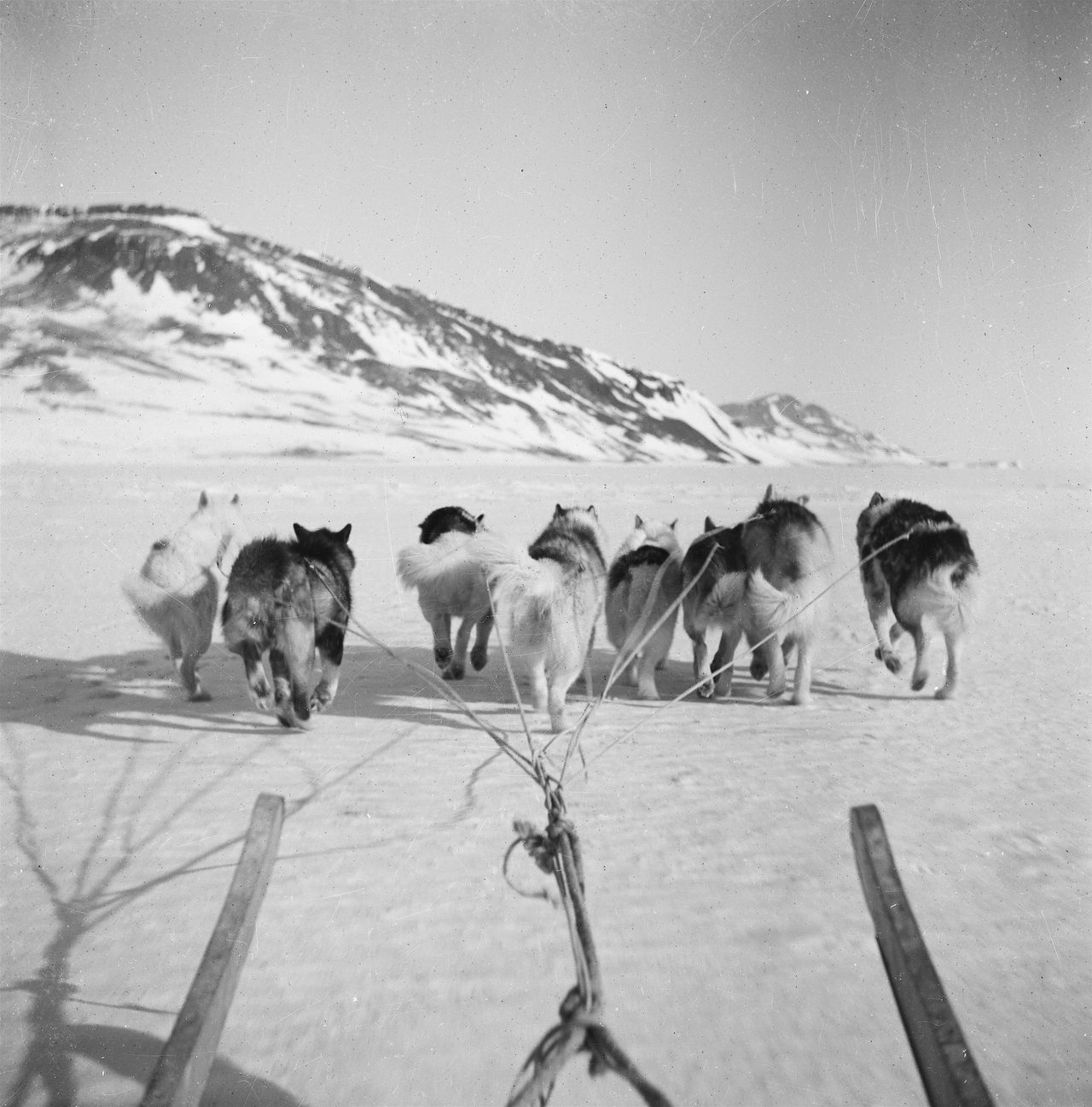 Greenland dogs—crucial to the sledge patrol’s transport and defense—pull a patrolman’s sled.
