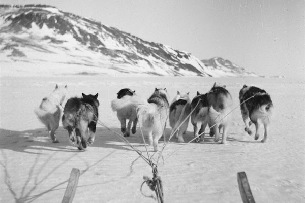Greenland dogs—crucial to the sledge patrol’s transport and defense—pull a patrolman’s sled.