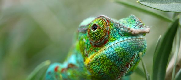 Panther Chameleon in Madagascar.
