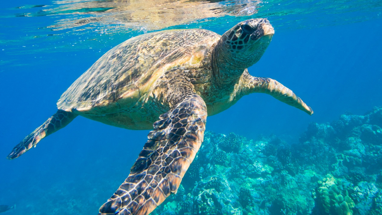 Galapagos - Sea turtle