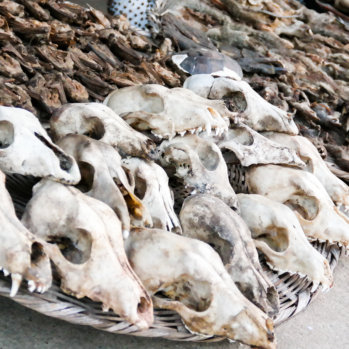 Dantokpa Grande Marche voodoo market.