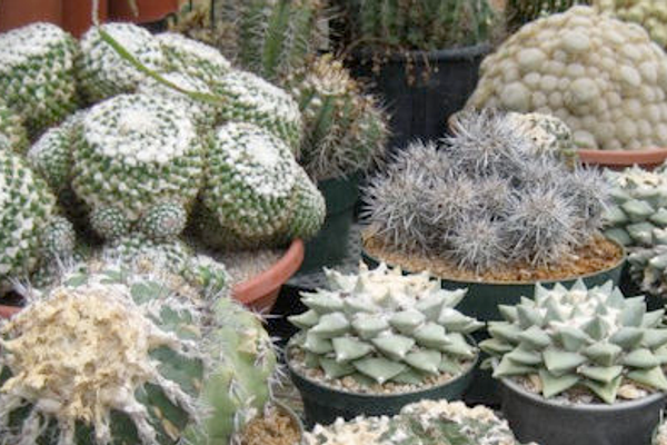 Succulents for sale.
